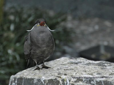 Inca Tern adult