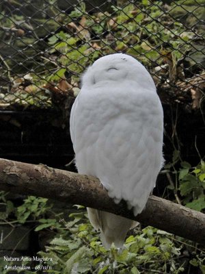 SNOWY OWL - BUBO SCANDIACUS - HARFANG DES NEIGES