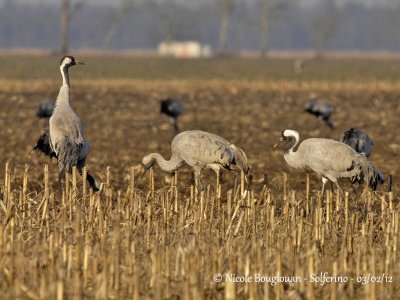 EURASIAN CRANE