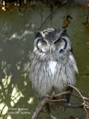 NORTHERN WHITE-FACED OWL - PTILOPSIS LEUCOTIS - PETIT-DUC A FACE BLANCHE