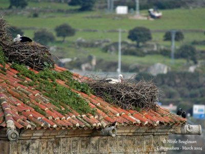 White Storks at nest