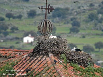 White Storks at nest