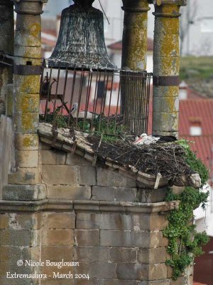 White Storks at nest