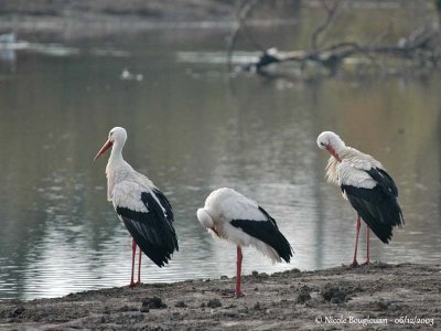 White Storks