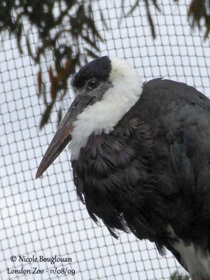 WOOLLY-NECKED STORK - CICONIA EPISCOPUS - CIGOGNE EPISCOPALE