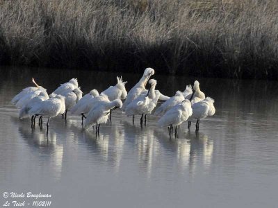 EURASIAN SPOONBILL preening