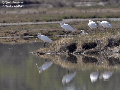 EURASIAN SPOONBILL