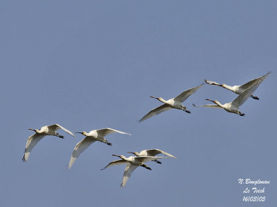 EURASIAN SPOONBILL