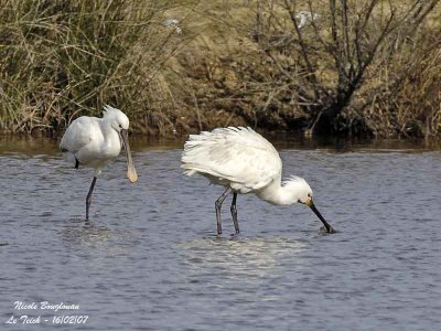 EURASIAN SPOONBILL