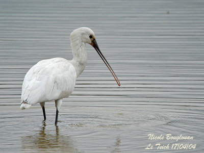 EURASIAN SPOONBILL