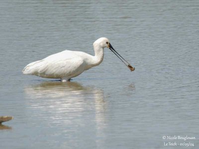 EURASIAN SPOONBILL feeding