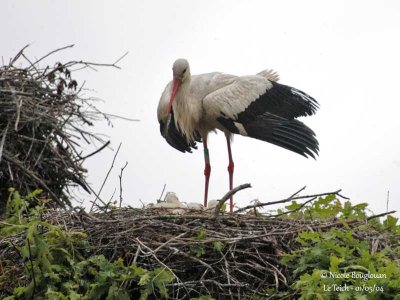 WHITE STORK at nest