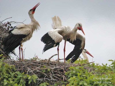 WHITE STORK greeting displays