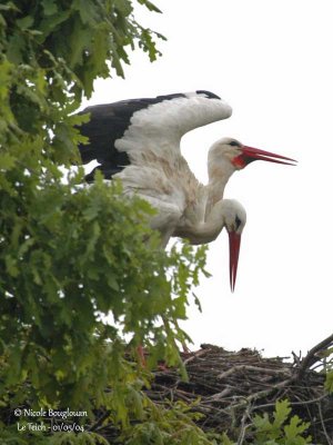 WHITE STORK at nest