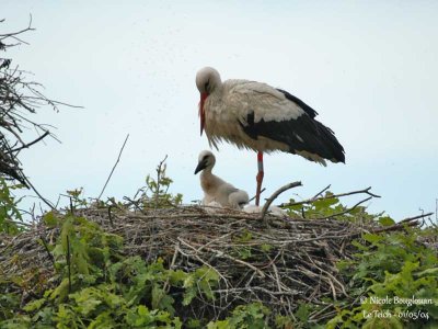 WHITE STORK at nest