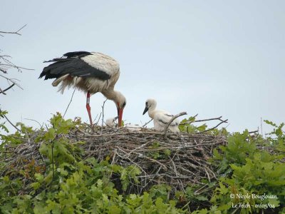 WHITE STORK at nest