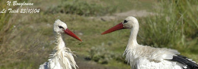 WHITE STORK