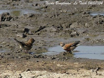 COMMON LINNET pair