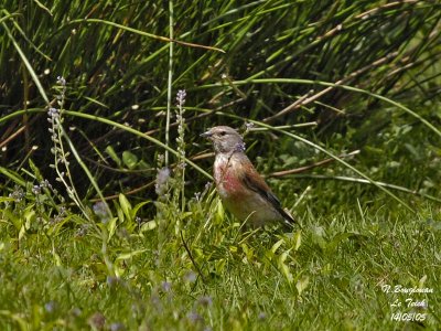 COMMON LINNET male