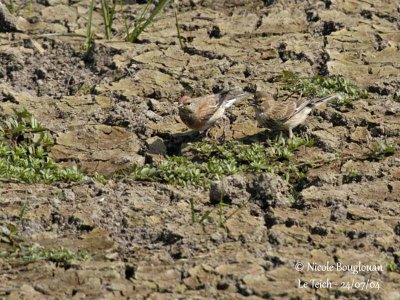 COMMON LINNET pair