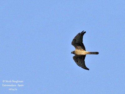 Montagu's Harrier female - Normal morph