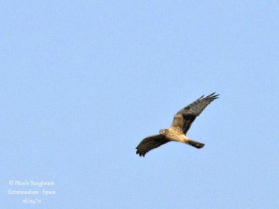 Montagu's Harrier female - Normal morph