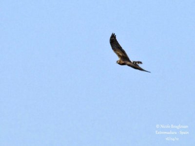 Montagu's Harrier female - Normal morph