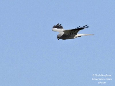 Montagu's Harrier male - Normal morph