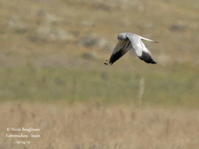 Montagu's Harrier male - Normal morph