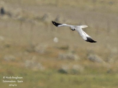 Montagu's Harrier male - Normal morph