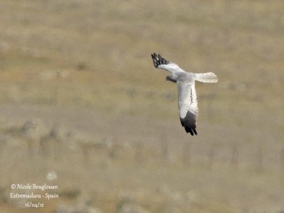 Montagu's Harrier male - Normal morph