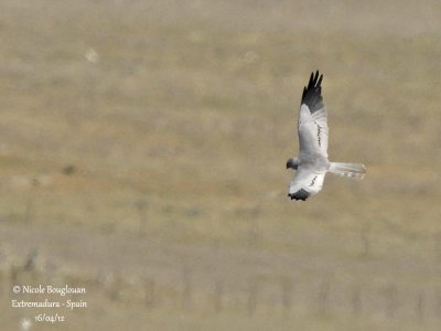 Montagu's Harrier male - Normal morph