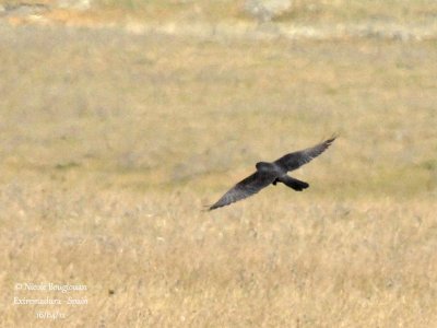 Montagu's Harrier female - Dark morph