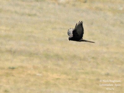 Montagu's Harrier female - Dark morph