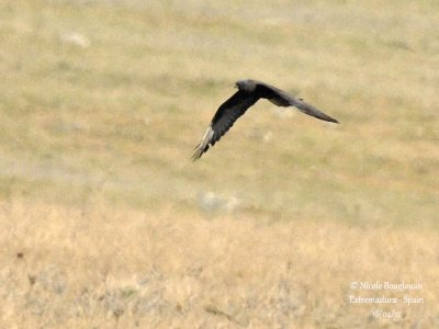 Montagu's Harrier female - Dark morph