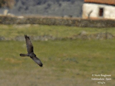 Montagu's Harrier female - Dark morph