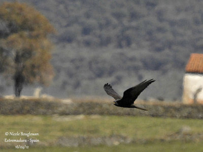 Montagu's Harrier female - Dark morph