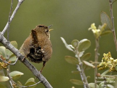 Eurasian Wren