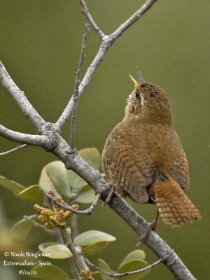 Eurasian Wren