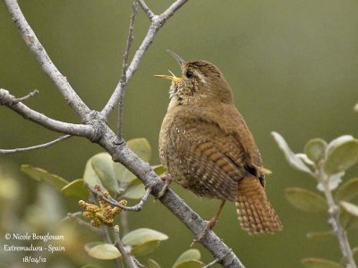 Eurasian Wren