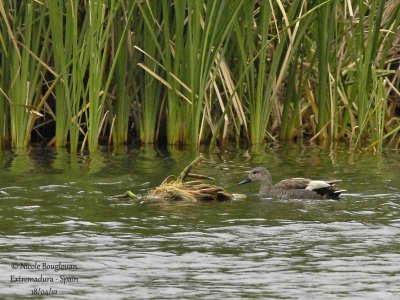GADWALL - MARECA STREPERA - CANARD CHIPEAU