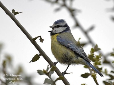 Blue Tit