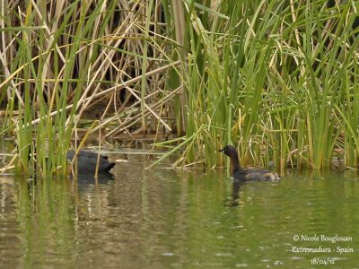 Little Grebe