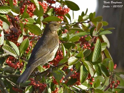 BLACKBIRD female