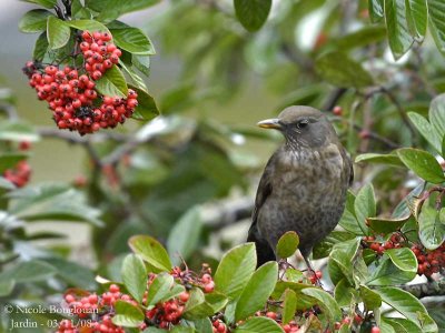 BLACKBIRD female