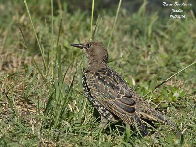 COMMON STARLING juvenile