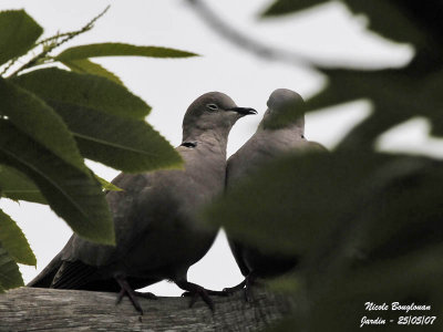 Eurasian Collared-Doves pair