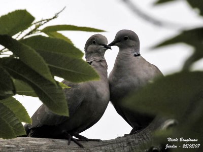 Eurasian Collared-Doves pair