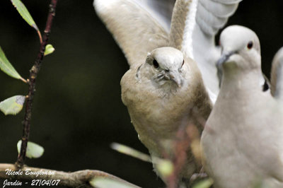 Young Dove begging food