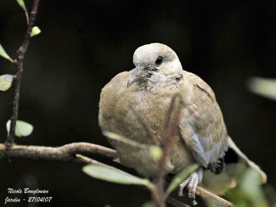Eurasian Collared Dove juvenile